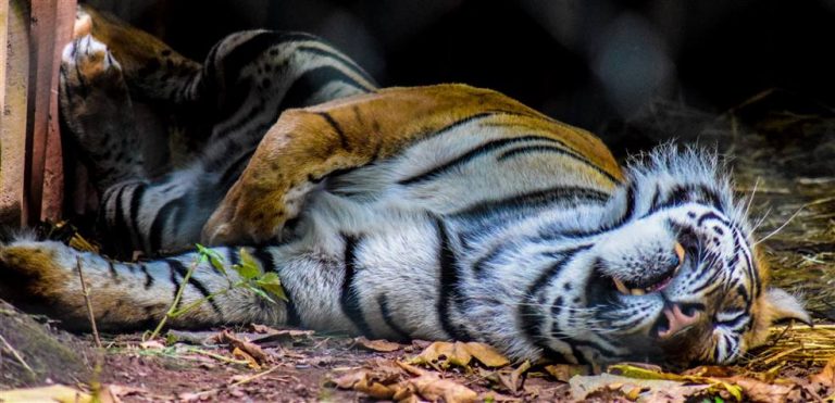 paignton zoo tiger