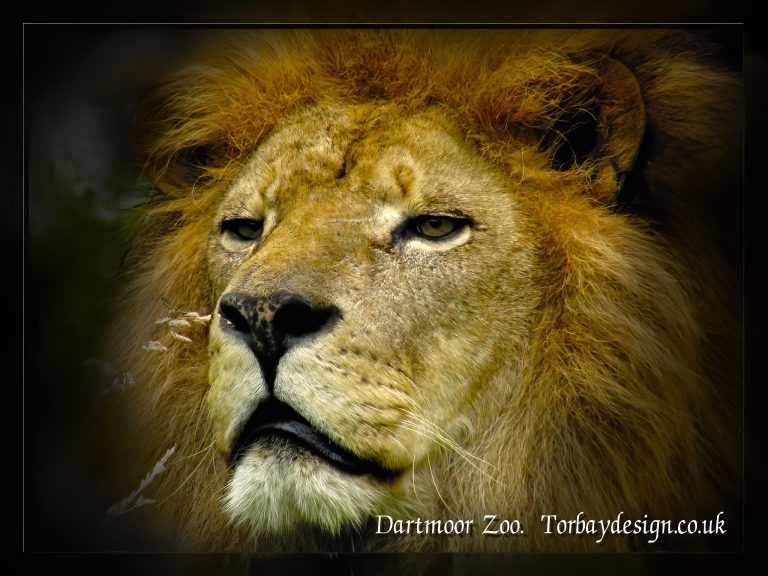 A few animal photos from Devon zoos / parks